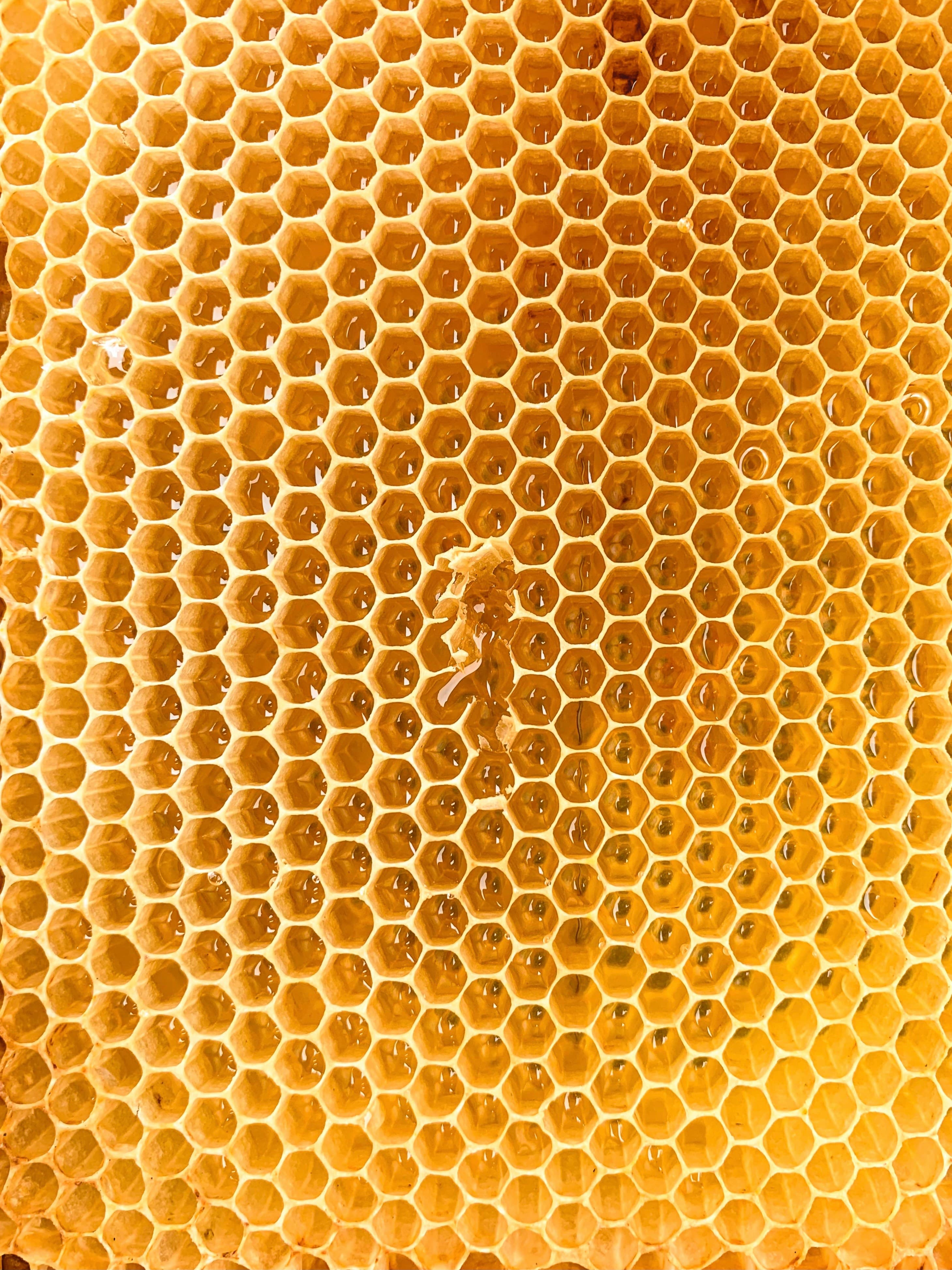 Apis Cerana - Eastern Honey Bee