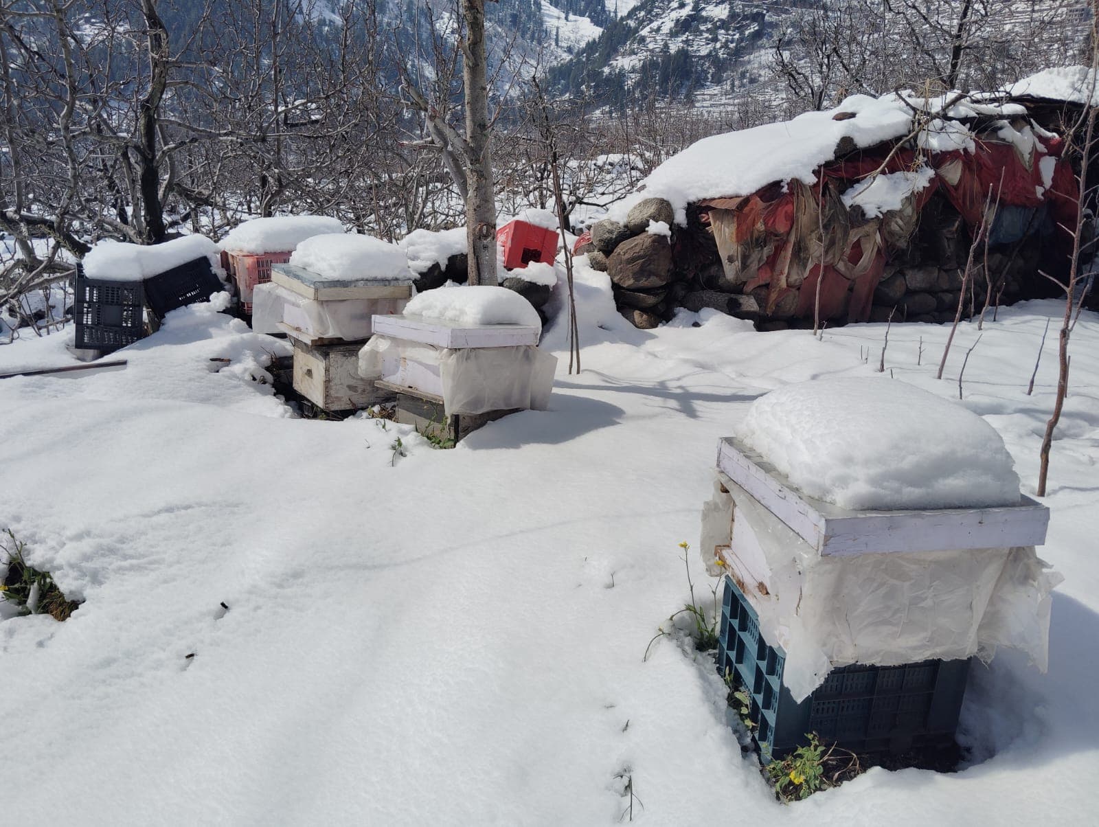 Bee Hive