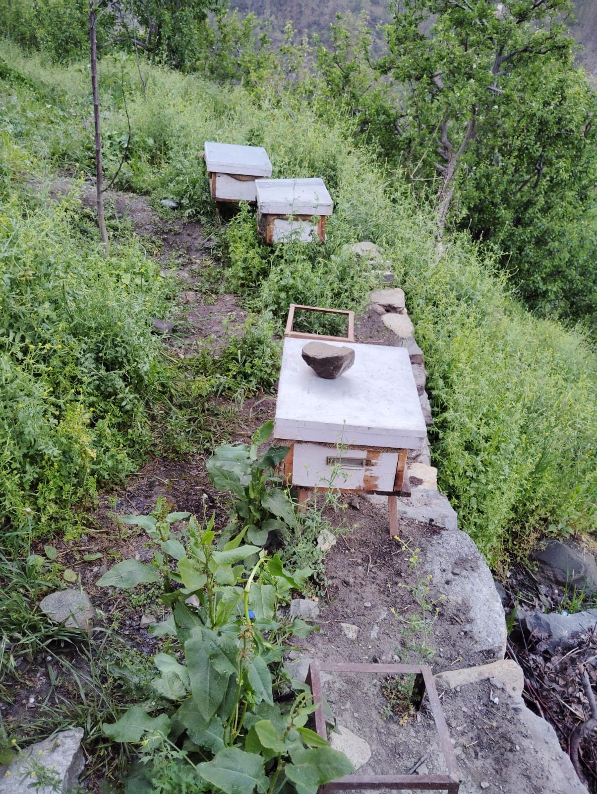 Bee Hive
