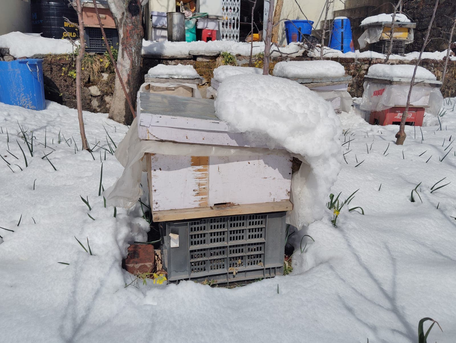Bee Hive