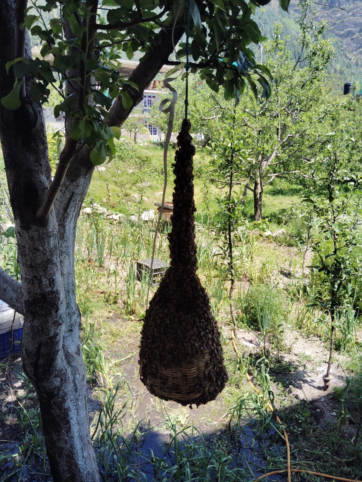 Bee Hive Hanging from a tree