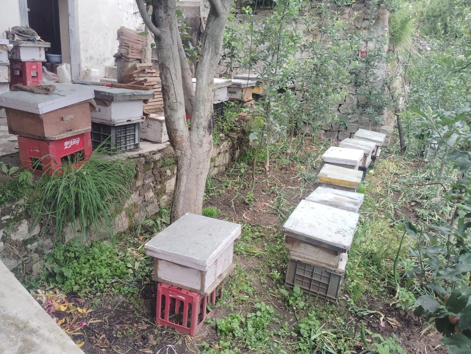 Bee Hive