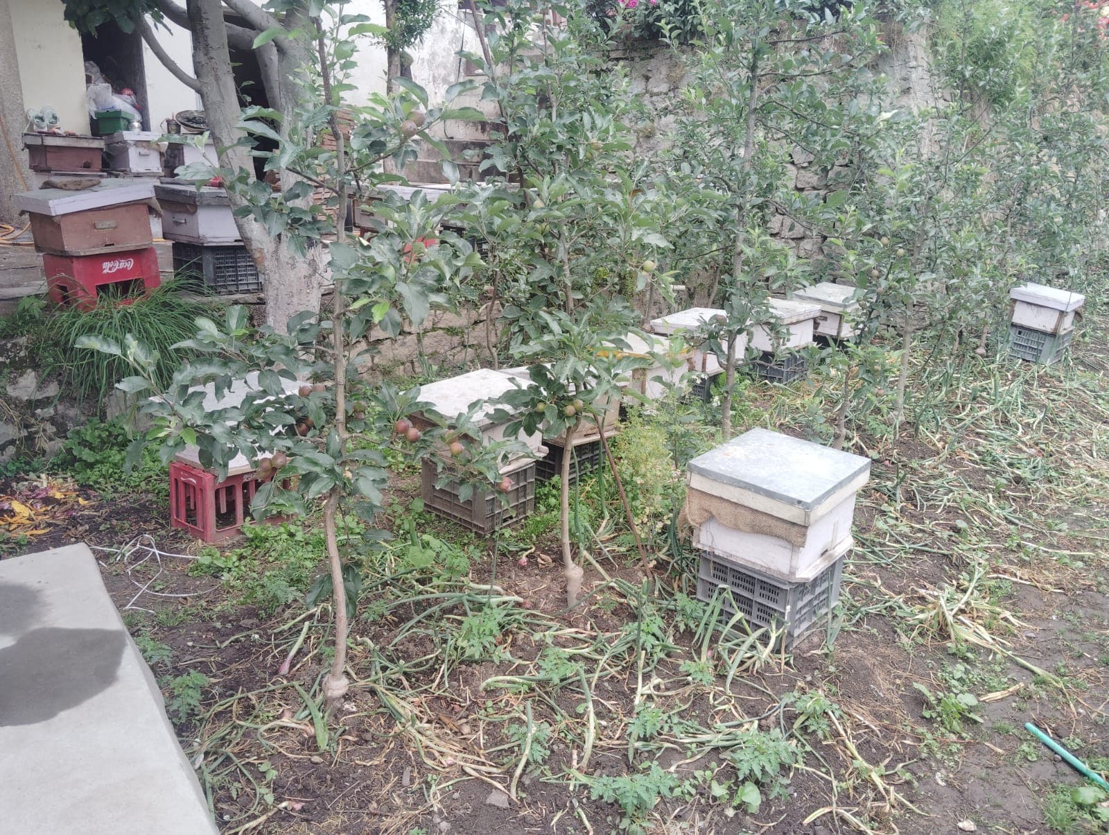 Bee Hive