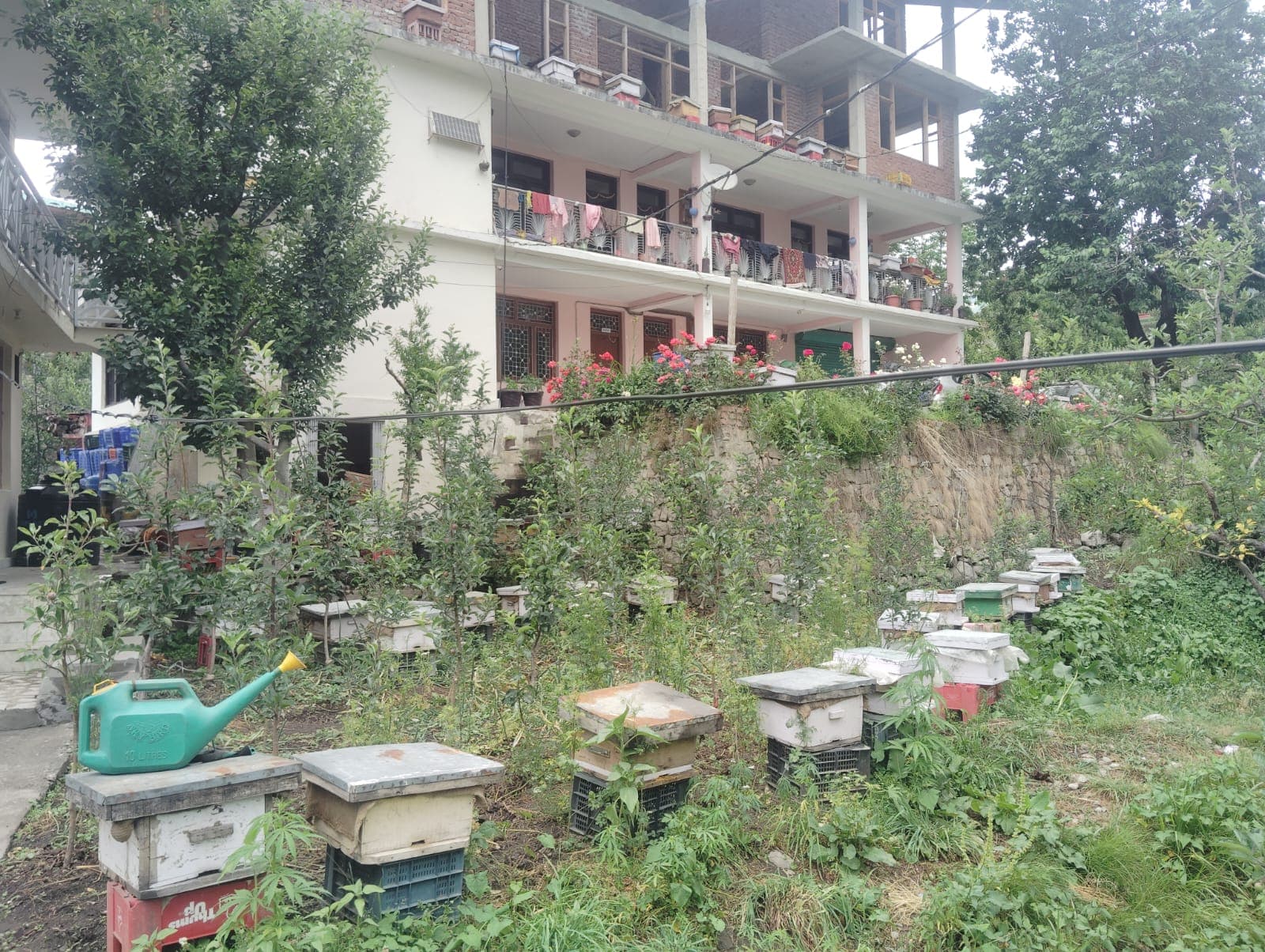 Bee Hive