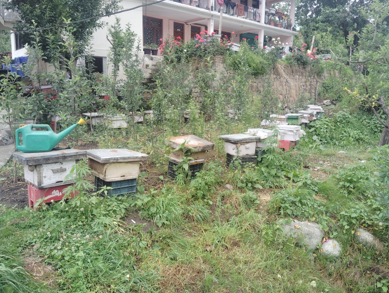 Bee Hive