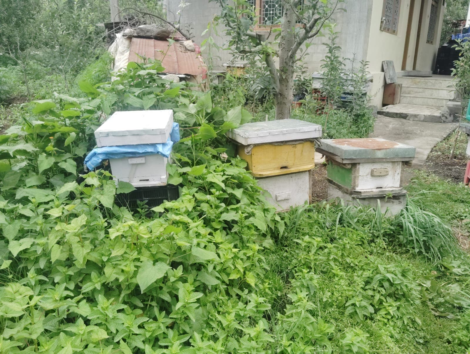 Bee Hive