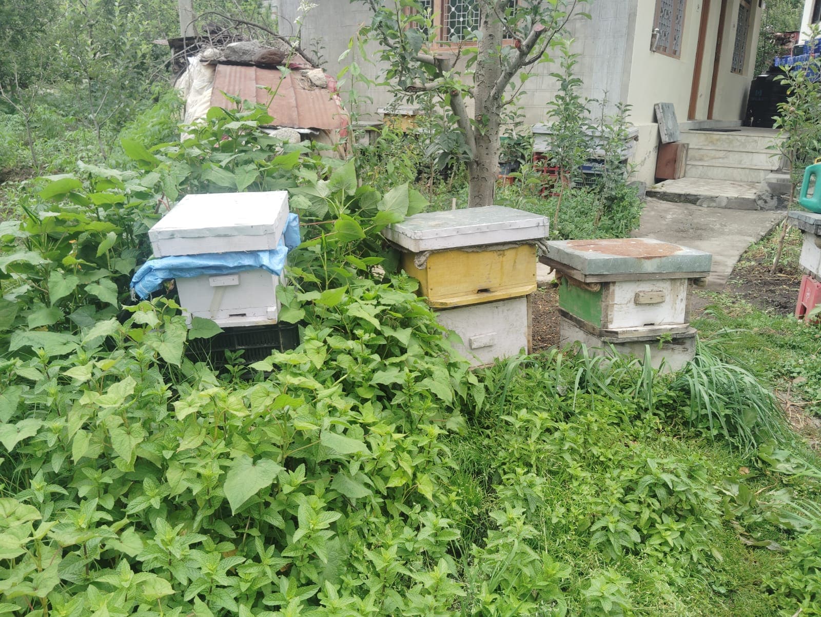 Bee Hive